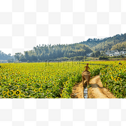 风景房屋图片_向日葵太阳花夏季