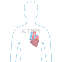 心脏动脉图片_心脏内部器官插图人体解剖学医疗