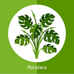 蒙斯特拉外来热带植物或灌木的插