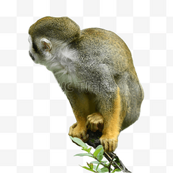 可爱猿猴图片_可爱松鼠猴哺乳动物
