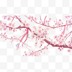 春天樱花粉色浪漫樱花树