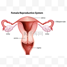 sistema图片_女性生殖系统
