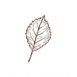绘制榆树叶子矢量秋叶带条纹和凹