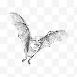 蝙蝠素描图片_蝙蝠素描动物图案