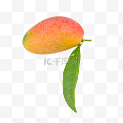 芒果颜色果肉热带