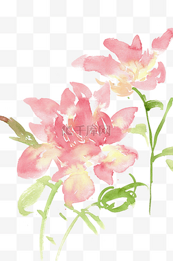 粉色的百合花图片_鲜艳的百合花
