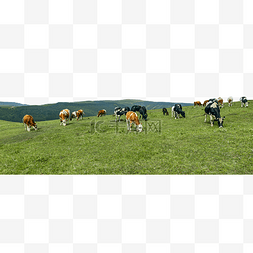 草原牧场牛群夏季