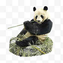 熊猫竹子可爱动物毛茸茸