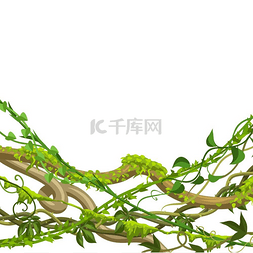 扭曲的树图片_扭曲的野生藤本植物树枝背景。