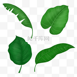 热带雨林植物夏季热带树叶