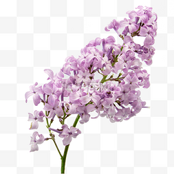 紫丁香花朵花枝