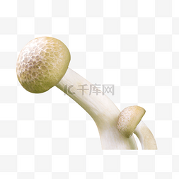 新鲜蔬菜蘑菇菌菇真菌菇