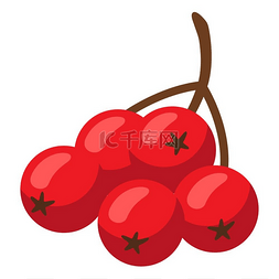 成熟的小红莓的卡通插图。