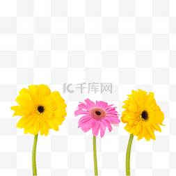 太阳图片_弗朗菊花花束
