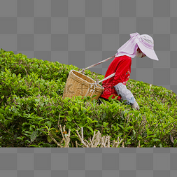 采茶工人图片_女工人在茶园里采茶