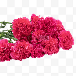 红色康乃馨花朵图片_红色康乃馨鲜花