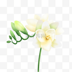 苍白色图片_水彩白色苍兰花卉花蕾