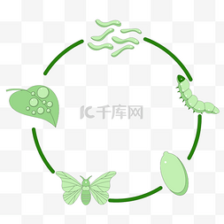 桑蚕丝蚕丝图片_春季春天昆虫春蚕纺织桑蚕