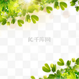绿色的框图片_光效边框夏季热带树叶
