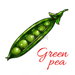 绿色豌豆蔬菜草图图标孤立的开放