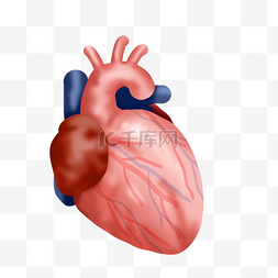 人体组织器官心脏