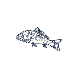 常见动物图片图片_鲤鱼科淡水鱼孤立的单色图标媒介