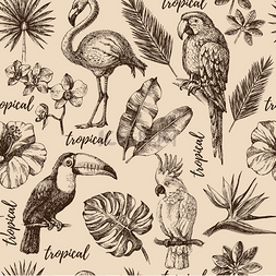 手绘草图热带天堂植物和鸟类复古