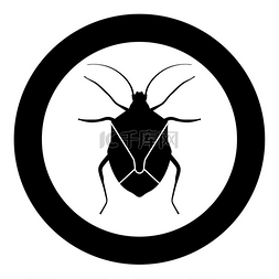 黑色圆形小图标图片_Bug Bedbug Chinch True bug Hemipterans 昆虫