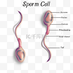 生命科学元素图片_人类精子细胞的详细