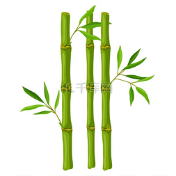 绿色竹子茎和叶的插图。