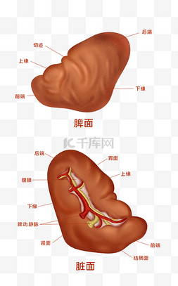 医疗人体组织器官脾脏实例图