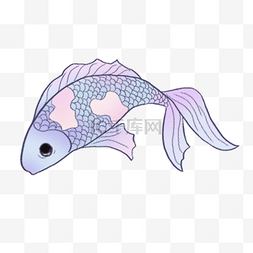 紫色鲤鱼