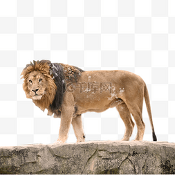 猫和老鼠的狮子图片_动物园狮子