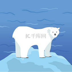 北极熊 Ursus Maritimus 在冰块上。
