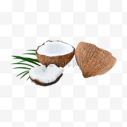 硬木头图片_椰子自然椰子树植物