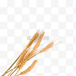 金黄色秋季图片_小麦植物麦穗户外