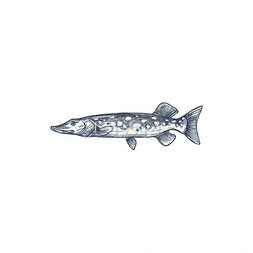 珀加索斯图片_派克淡水鱼隔离单色素描矢量蓝壁