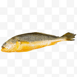 生鲜大黄花鱼