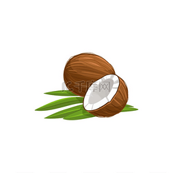 新鲜水果白色图片_热带椰子切成两半整个果实绿色叶