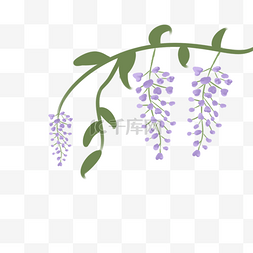 紫色的紫藤花