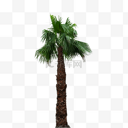 棕榈树热带丛林户外