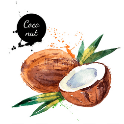 生在椰子汁图片_手绘水彩绘画水果椰子