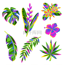 芙蓉树图片_一套热带花卉和棕榈叶。