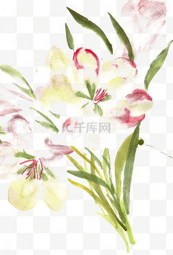 白色水墨花瓣图片_淡雅的郁金香