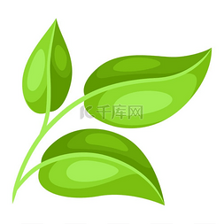 绿叶嫩枝的插图装饰性天然植物绿