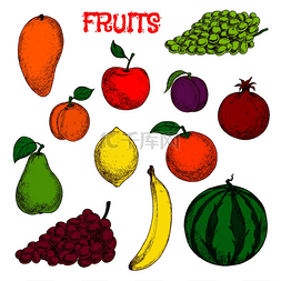 美味香蕉图片_用于农业设计的彩色草图，包括美