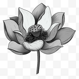 莲花花蕊黑白线描