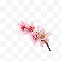 樱花花开的视频图片_春天植物桃花花开
