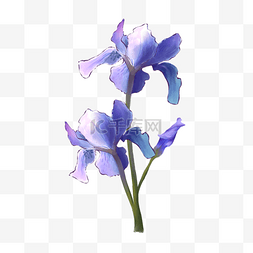 紫色水彩鸢尾花与花苞