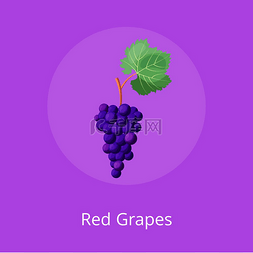 酒红色背景素材图片_红葡萄海报与串紫葡萄与绿叶矢量